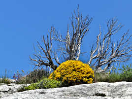 Crête de la Ste Baume