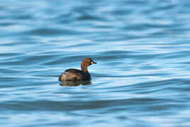 Grèbe castagneux