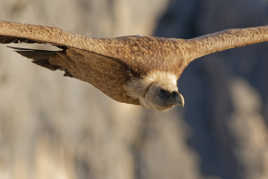 Dans l'oeil du fauve.