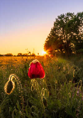 Coucher de coquelicot