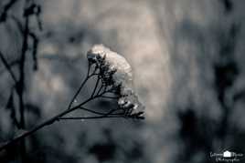 Plante sous la neige