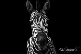 Zebre