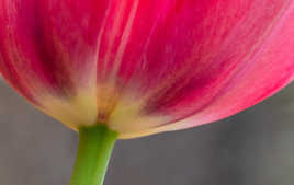 Les dessous d'une tulipe
