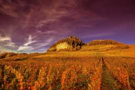 Vignes d automne