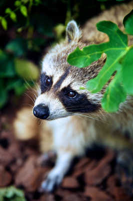 Scared Raccoon