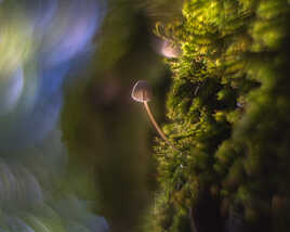 Hélios et le champignon