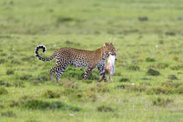 Retour de chasse