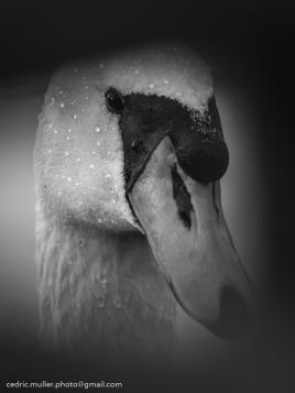 Portrait d'un cygne