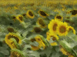 Les tournesols ...