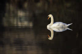 Sous le signe du bélier