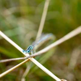 Libellule sur une étoile