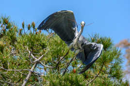 préparatio du nid !!