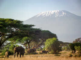 Souvenir Kenyan -Amboseli 2