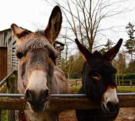 Gustave et son ami Léon