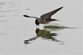 La pêche de l'hirondelle