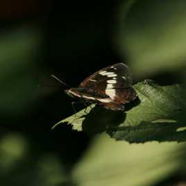 Papillon