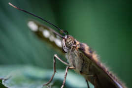 Tu as d'beaux yeux tu sais