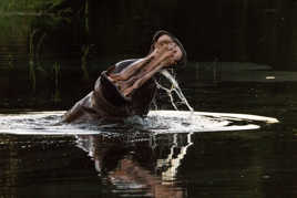 Hippo dans le Zambèze