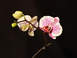 Orchidées