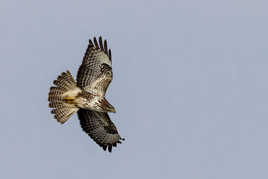 Buse variable