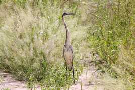 Dans les herbes hautes ...
