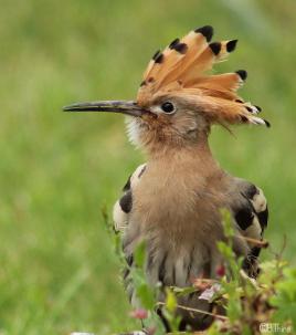 HOUP !!!  HOUP !!! HOUP !!!