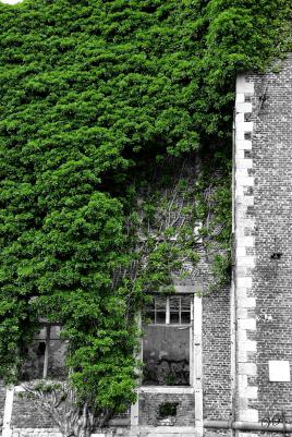 La nature reprend ses droits le bâtiment s'efface