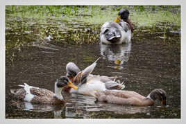 Petite mare à canard