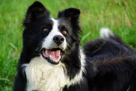 Berger de Chartreuse