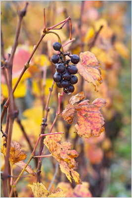 Mélancolie automnale