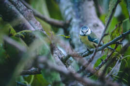 Petite mésange bleue