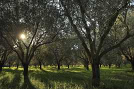 après le travail de cueillette des olives