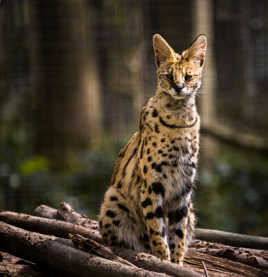 Serval