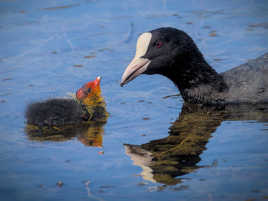 avec toute la tendresse de sa maman.