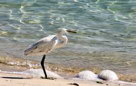 Au bord du Golf Persique !