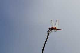 Libellule écarlate !