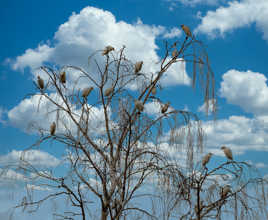 Rassemblement de hérons gardeboeufs