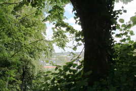 A travers les arbres à Château-Gontier 53