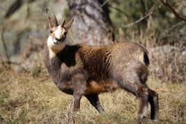 Symbole de grâce, d'agilité et de persévérance.