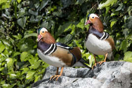 Couple de Mandarin