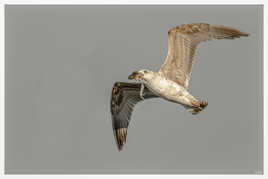 Le Goeland et le calamar