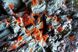 Lichen