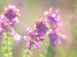 Bryère scintillante