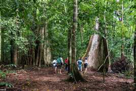 Balade en forêt tropicale