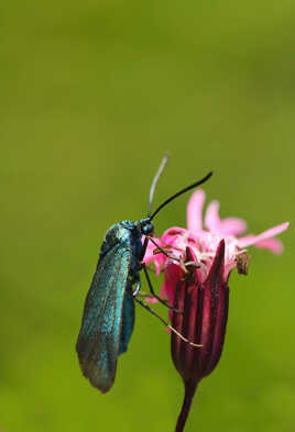 La turquoise de la globulaire
