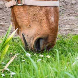 Ca sent la paquerette !