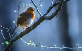 Première lueur du jour.