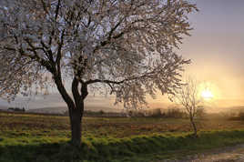 amandier et contre-jour