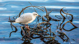 Mouette