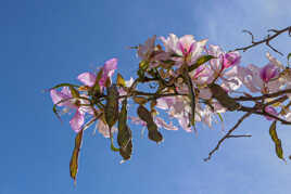 Bauhinia